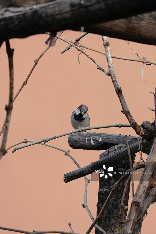 低角度视图的鸟栖息在树枝上，背景是天空，摩洛哥图片素材