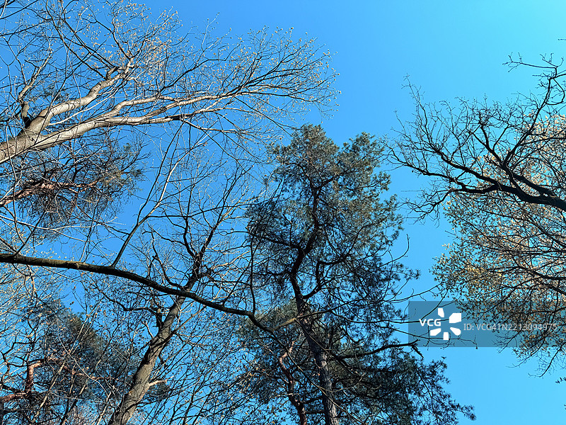 低角度视图下的光秃树木与蓝天，荷兰图片素材