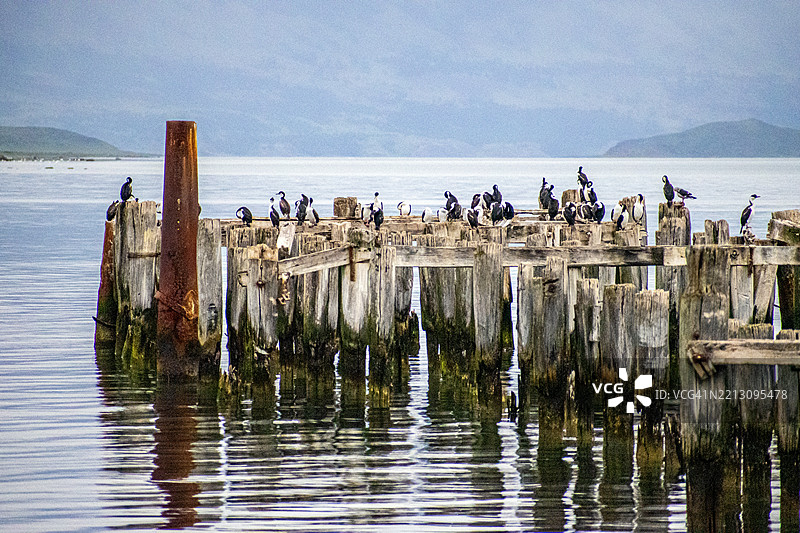智利巴塔哥尼亚的普埃尔托纳塔莱斯。海洋、古老的木栈道和鸟类的景观。图片素材