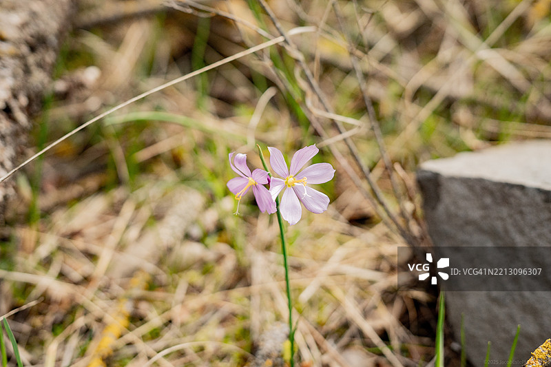 华盛顿州斯波坎的紫色开花植物特写图片素材