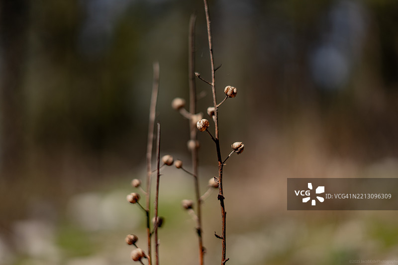 植物特写，华盛顿州斯波坎，美国图片素材