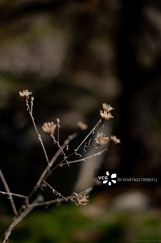 枯萎植物的特写，华盛顿州斯波坎，美国图片素材