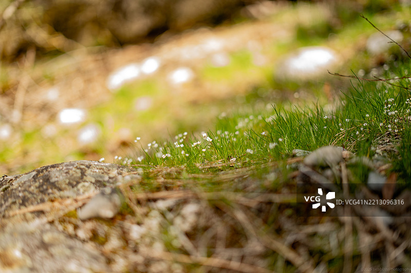湿润草地的特写，华盛顿州斯波坎，美国图片素材