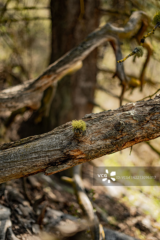 树干特写，华盛顿州斯波坎，美国图片素材