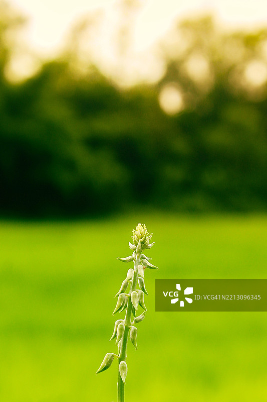 孟加拉国田野上的植物特写图片素材