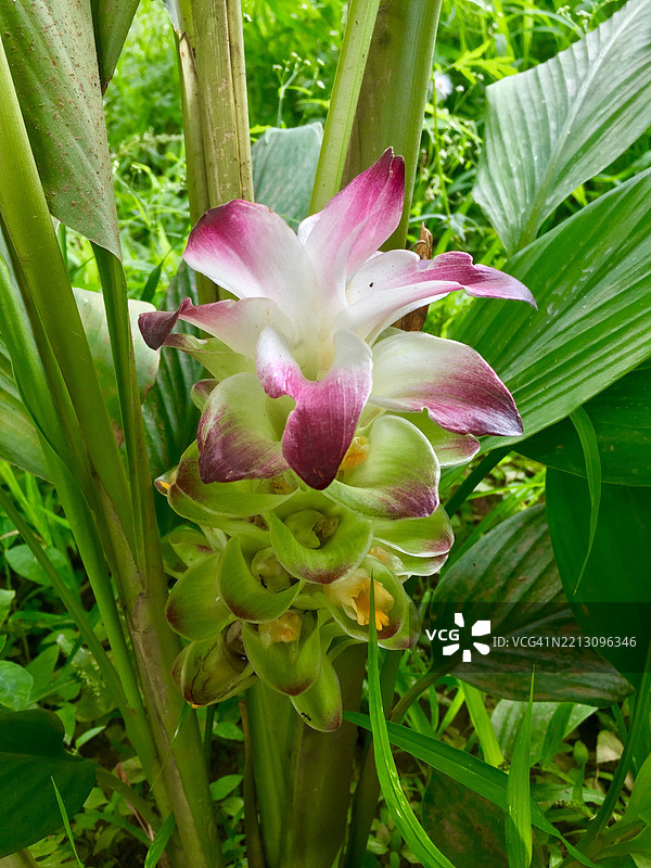 粉色开花植物的特写镜头图片素材