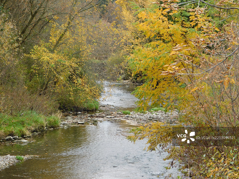 秋季森林中树木间的河流美景图片素材