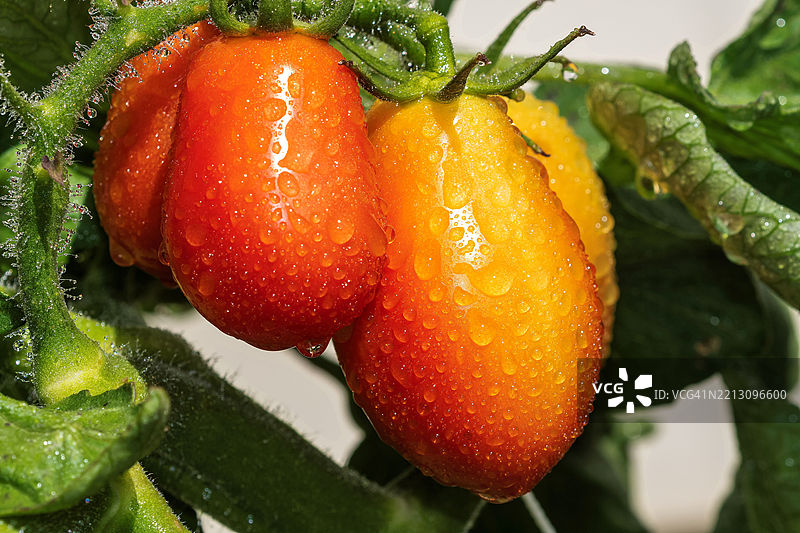 湿润蔬菜的特写，伊利诺伊州芝加哥，美国图片素材