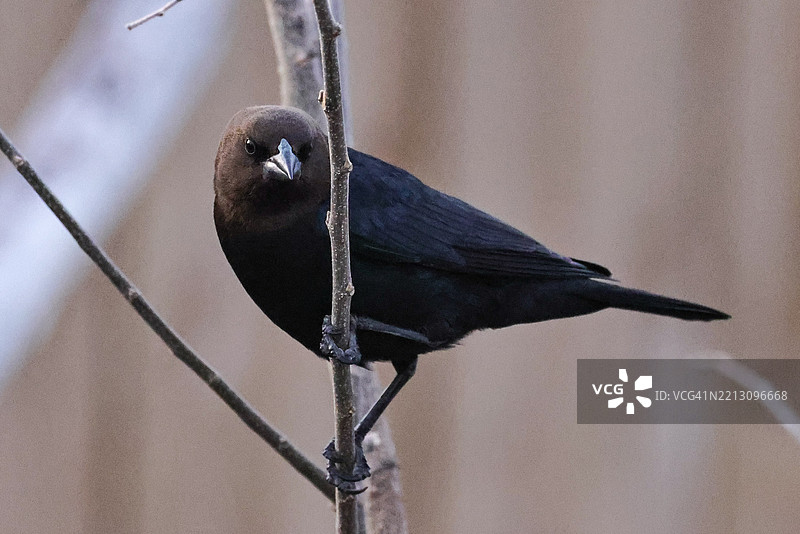 停在树枝上的乌鸦特写，内布拉斯加州，布莱尔，美国图片素材