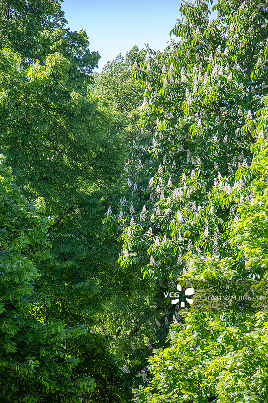 绿色叶子图片素材