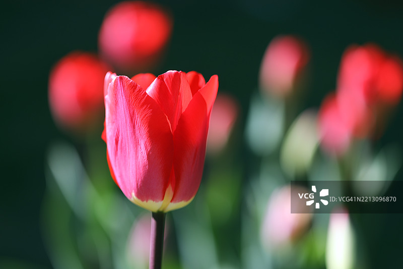 红色郁金香的特写镜头图片素材