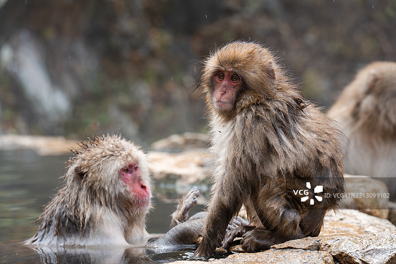 日本猕猴或雪猴在温泉中图片素材