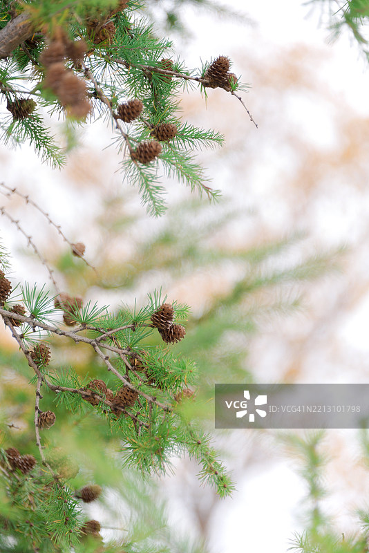 松树枝图片素材