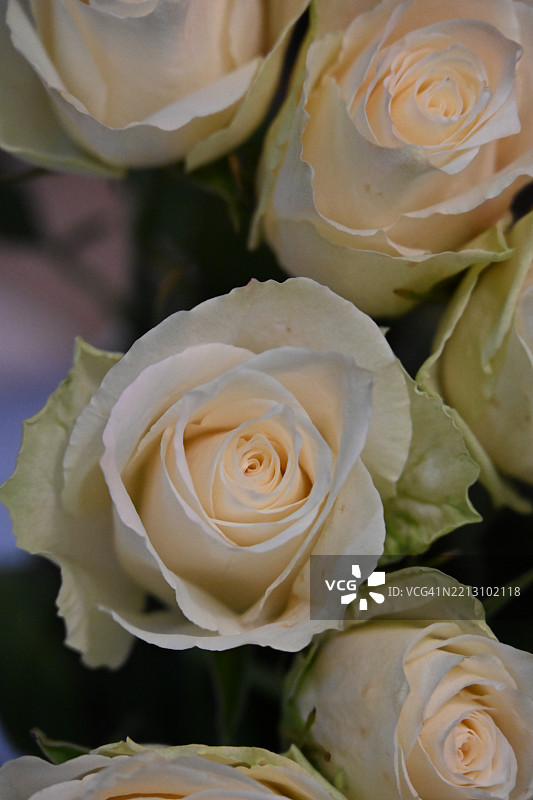 非常漂亮的彩色玫瑰花特写视图图片素材