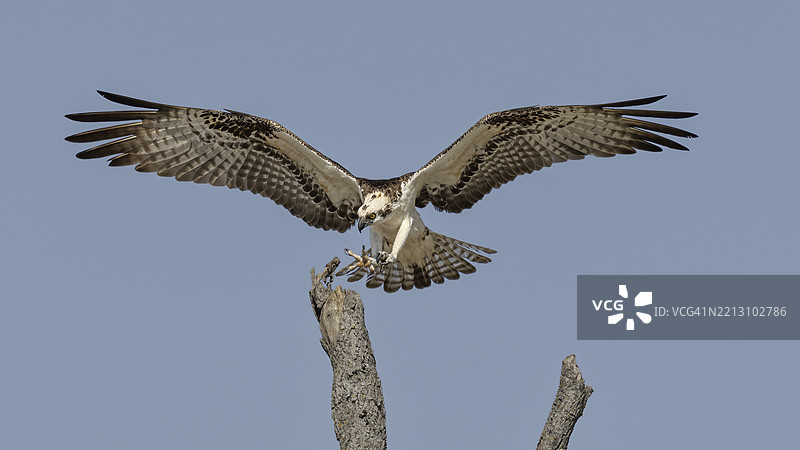 鱼鹰降落图片素材