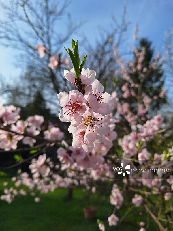 粉色樱花的特写镜头图片素材
