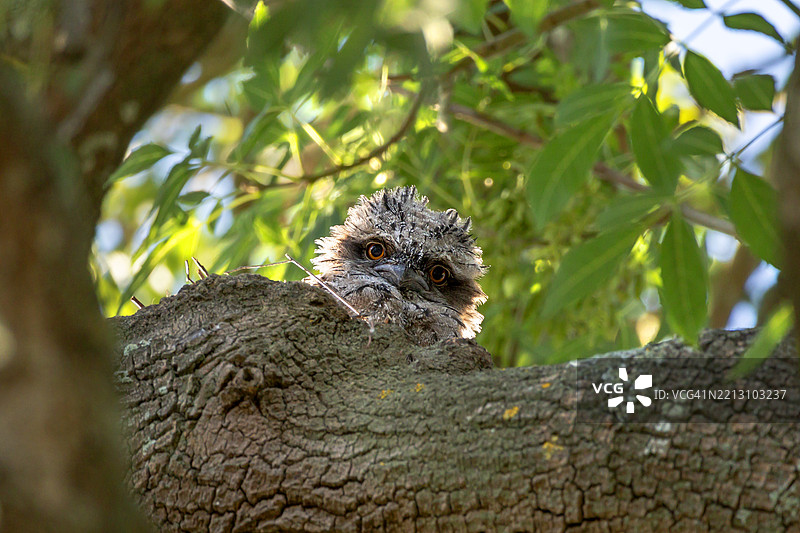 小黄褐色夜鹰在巢中图片素材