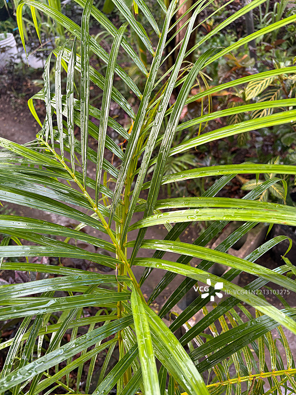 牙买加棕榈树特写图片素材