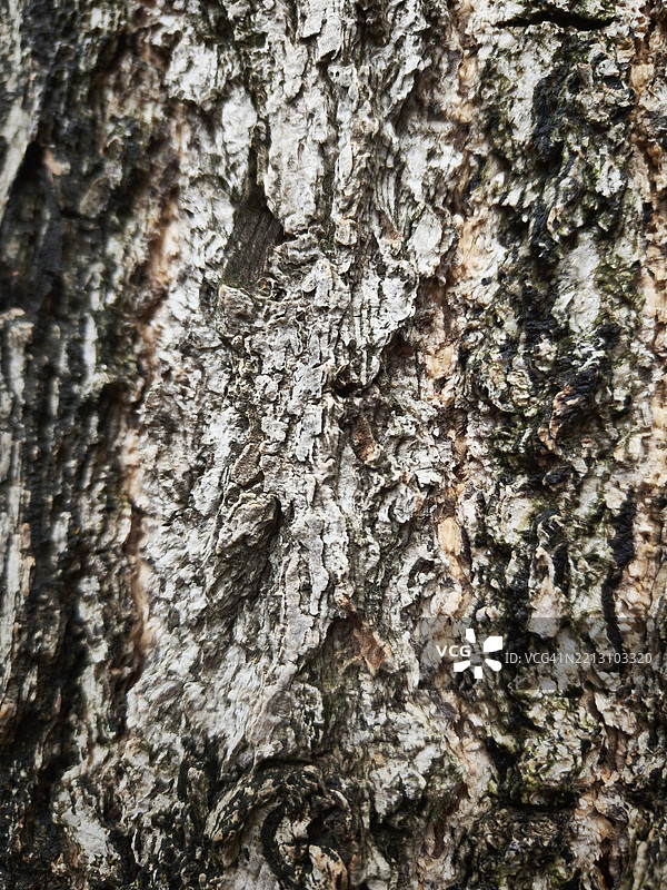 树干的全景拍摄，中国图片素材