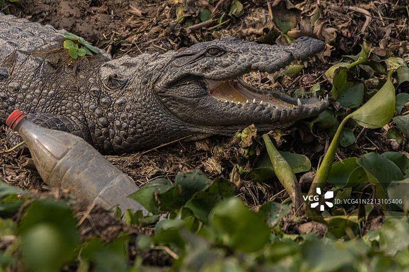 尼泊尔田野上高角度视角的鳄鱼图片素材