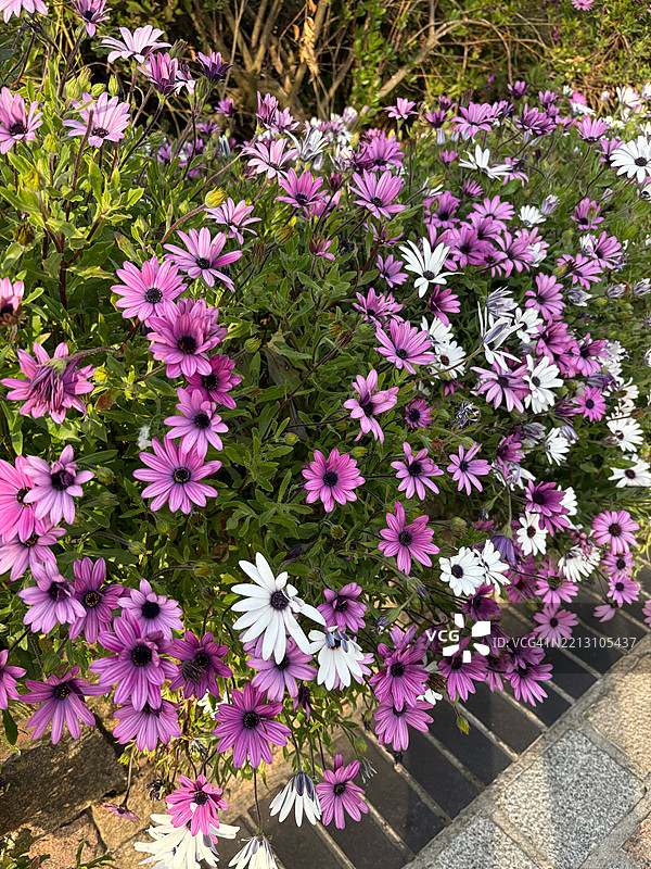 泽西岛田野上粉色开花植物的高角度视图图片素材