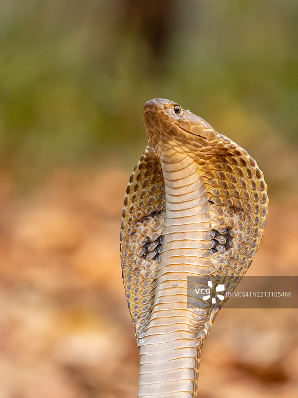 尼泊尔的眼镜蛇特写图片素材