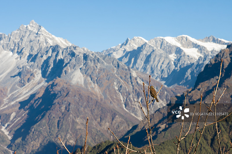 喜马拉雅山脚下的一只玫瑰雀，尼泊尔图片素材