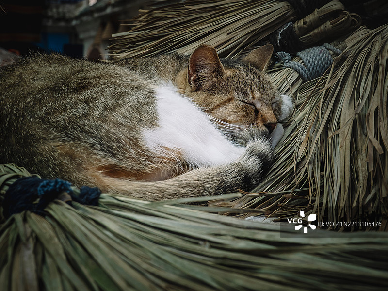 猫咪睡觉的特写镜头图片素材