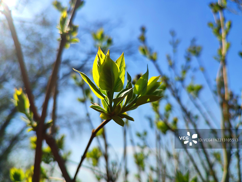 蓝天背景下的开花植物特写图片素材