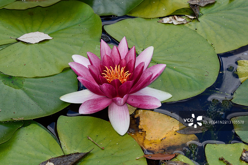 湖中莲花特写图片素材