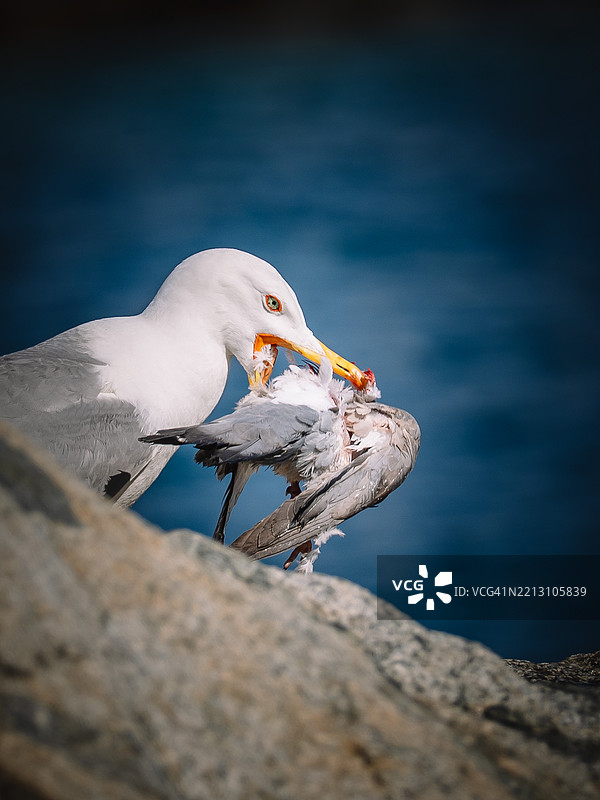 海鸥栖息在岩石上的特写镜头图片素材