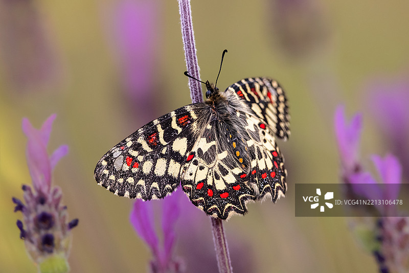 蝴蝶在花朵上授粉的特写镜头图片素材