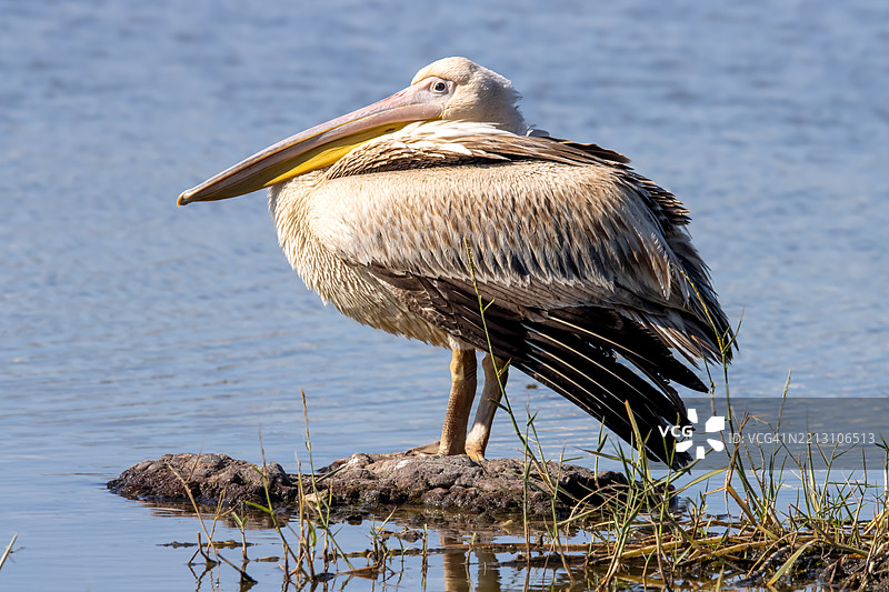 湖面上棕色鹈鹕的特写镜头图片素材