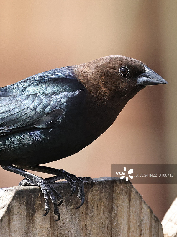 美丽的黑色和棕色调，布莱尔，内布拉斯加州，美国图片素材