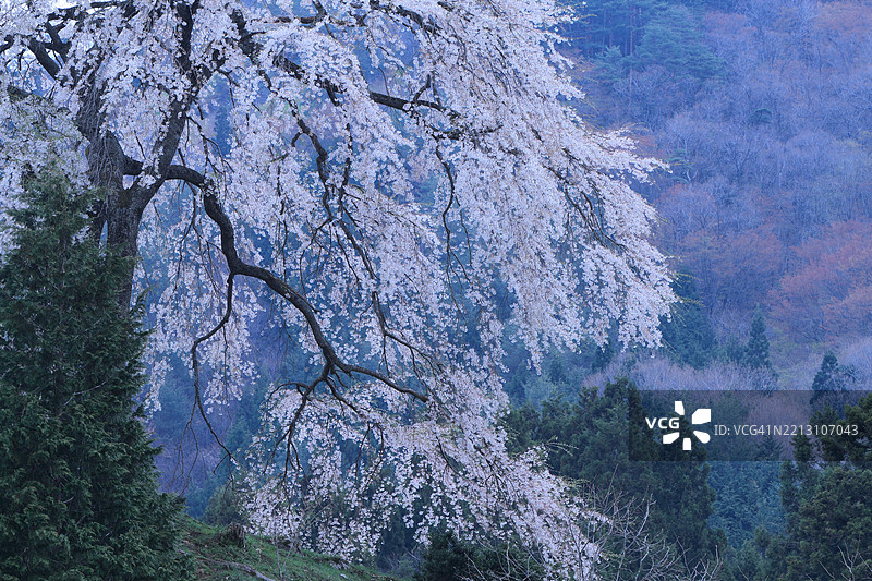 日本森林中的树木高角度视图图片素材