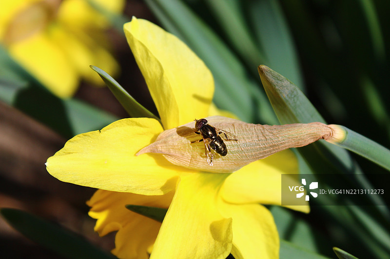 蜜蜂在黄色花朵上的特写镜头图片素材