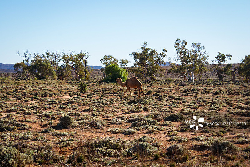 背影男子在清澈的天空下走在田野上，澳大利亚新南威尔士州的破碎山。图片素材
