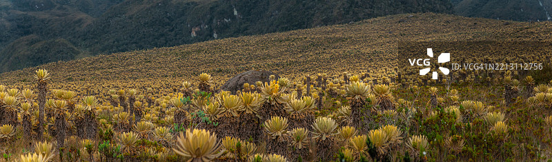 哥伦比亚大山脉安第斯山谷中美丽的Frailejón植物全景，赭色和绿色的色彩格外突出。图片素材