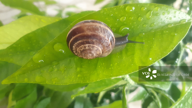 蜗牛在叶子上的特写图片素材