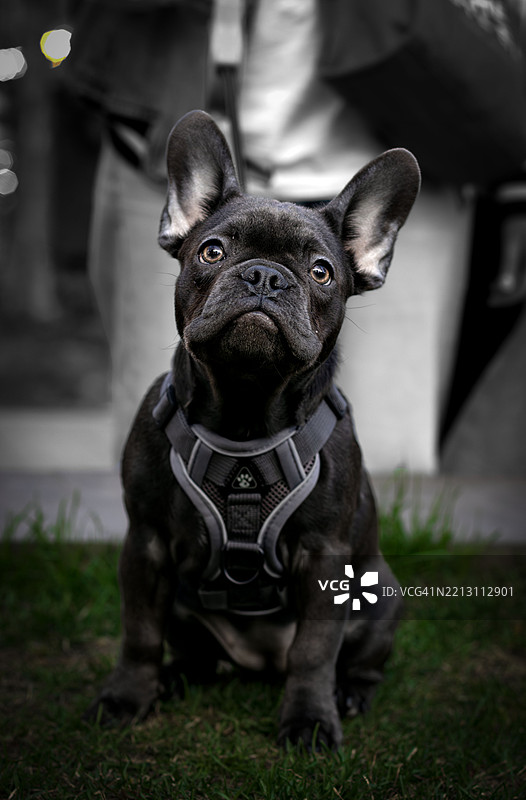 坐在草地上的黑色法国斗牛犬纯种犬肖像图片素材