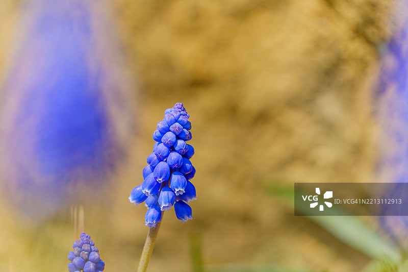 柔焦花园中的鲜艳蓝色风信子图片素材