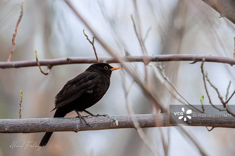 黑歌鸲栖息在树枝上的特写，开罗，埃及图片素材