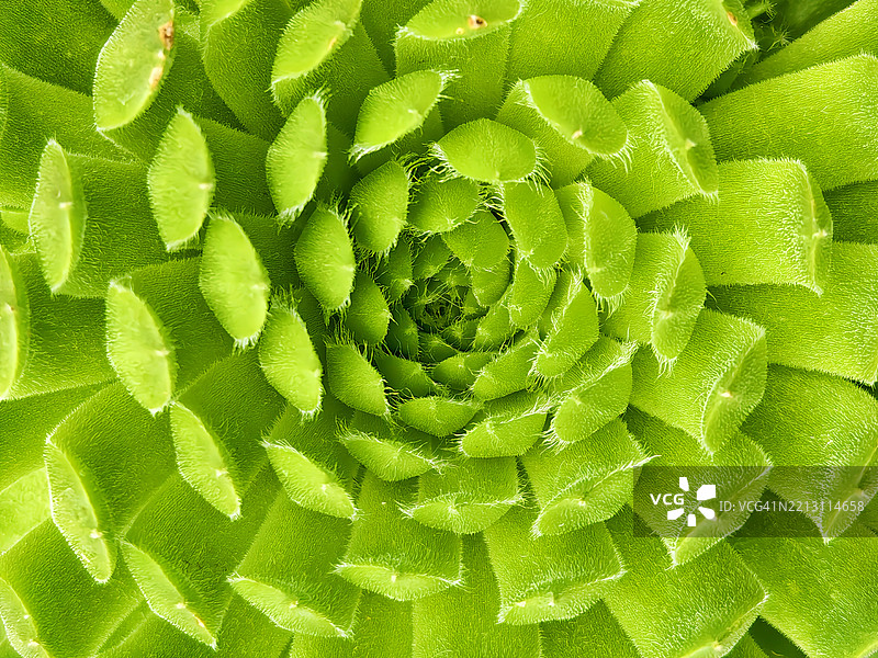 湿润植物的全景拍摄，德舒特县，俄勒冈州，美国图片素材