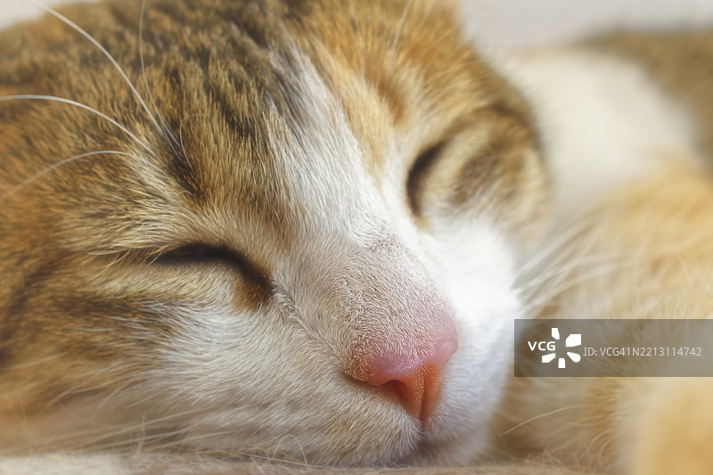 猫在墨西哥睡觉的特写镜头图片素材