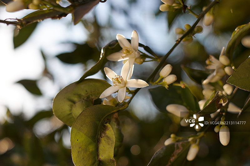 白色开花植物的特写镜头图片素材