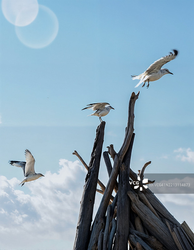 低角度视图的海鸥在天空中飞翔图片素材