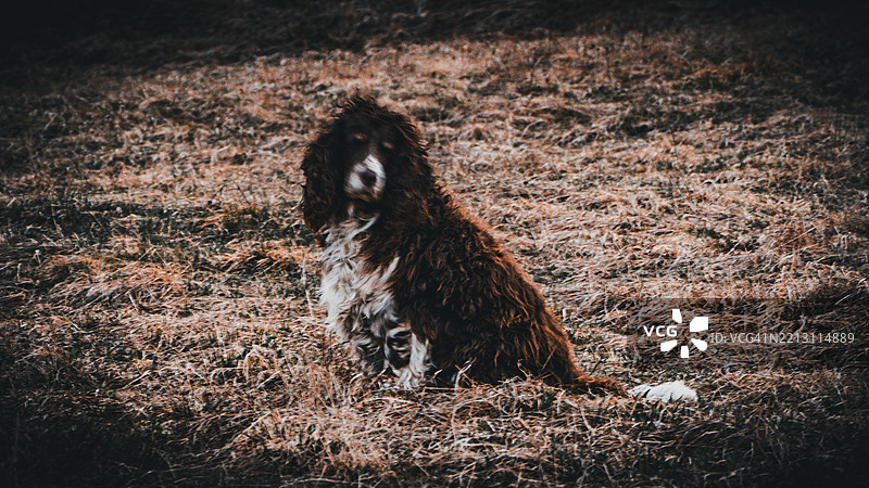 田野上的可卡犬肖像，斯洛伐克，特尔加特图片素材