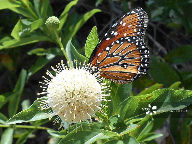 蝴蝶在花朵上的特写，德克萨斯州奥斯丁，美国图片素材
