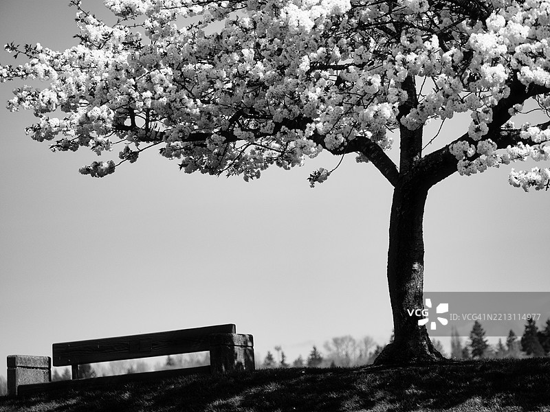 树木与晴朗天空的风景，雷顿，华盛顿州，美国图片素材