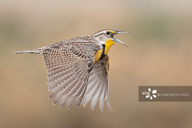 鸟类特写，科罗拉多州利特尔顿，美国图片素材